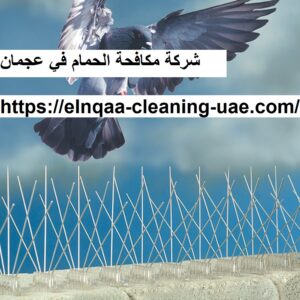 شركة مكافحة الحمام في عجمان