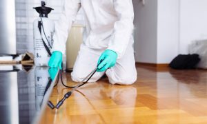 شركة مكافحة الرمة في دبي