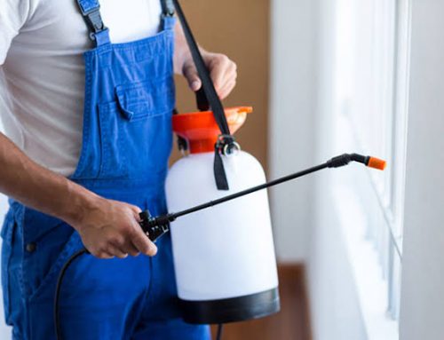 شركة مكافحة حشرات عجمان |0502647311|ابادة فورية