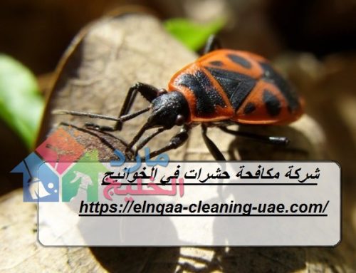 شركة مكافحة حشرات في الخوانيج دبي |0545667540