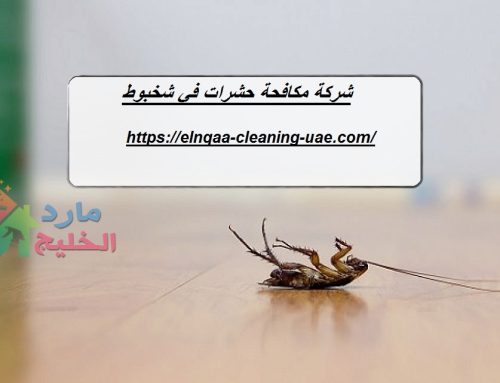 شركة مكافحة حشرات في شخبوط |0545667540