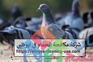 شركة مكافحة الحمام في ابوظبي