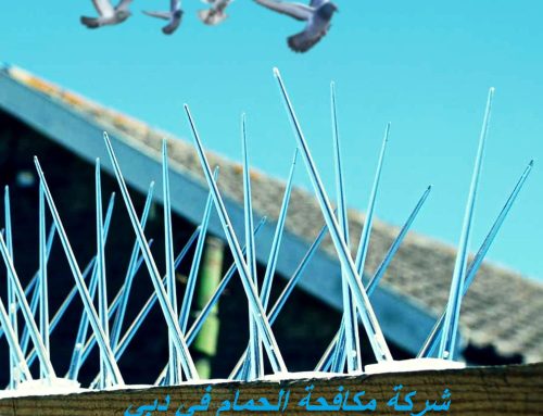 شركة مكافحة الحمام في دبي : 0545667540